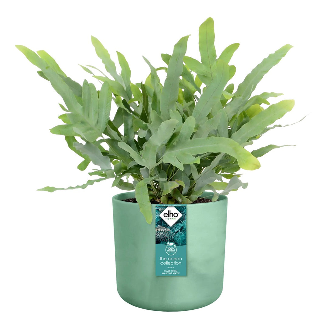 Elho Ocean Collection Recycled Plastic Plant Pot Set Various Sizes - Green