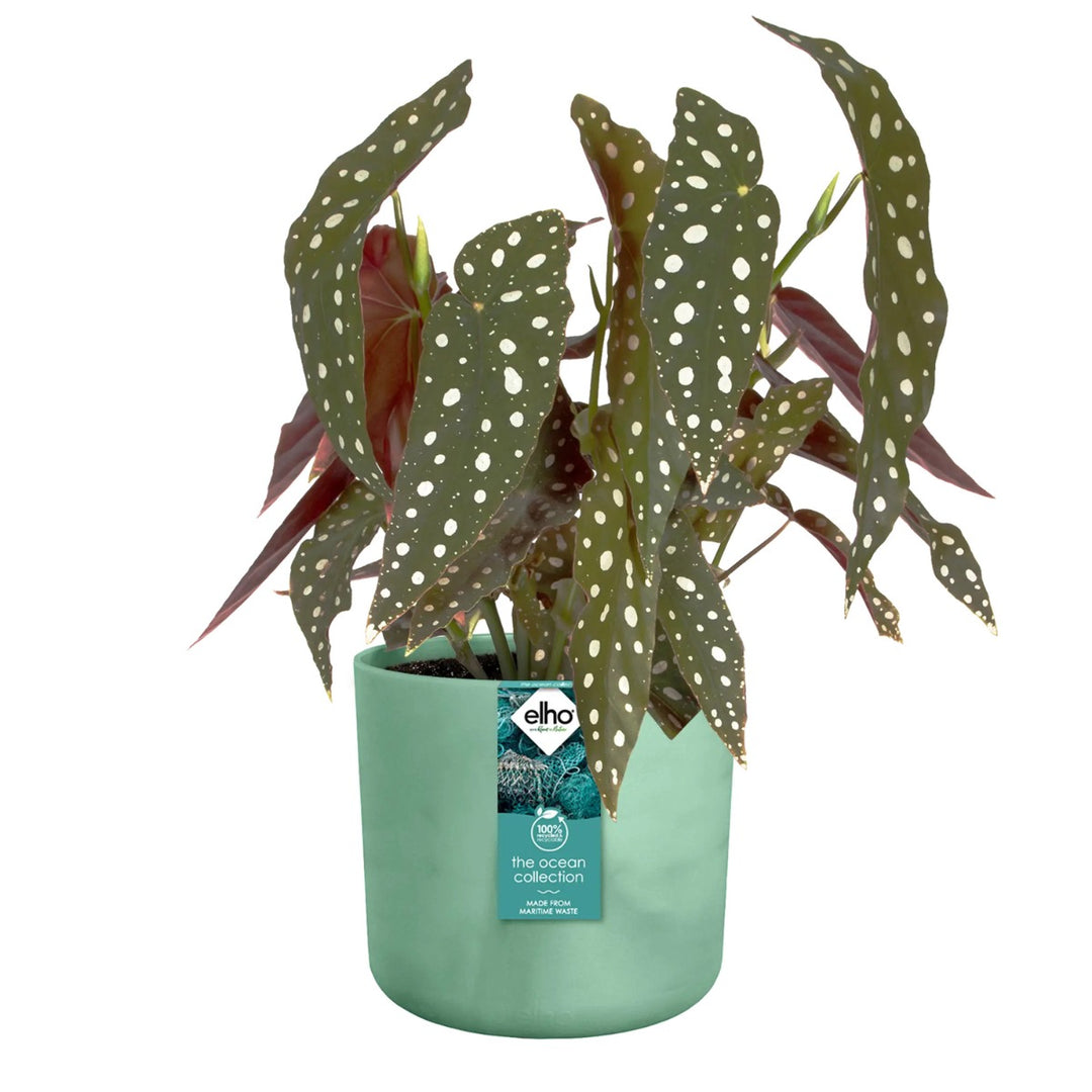 Elho Ocean Collection Recycled Plastic Plant Pot Set Various Sizes - Green