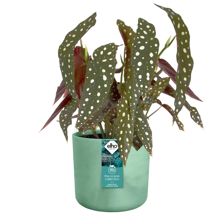Elho Ocean Collection Recycled Plastic Plant Pot Set Various Sizes - Green