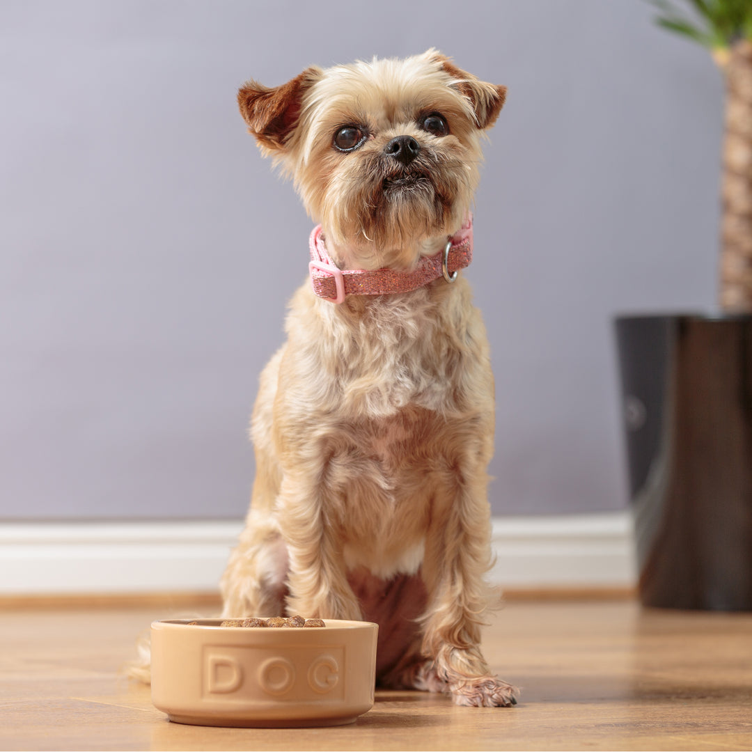 Mason Cash Cane Lettered Dog Bowl