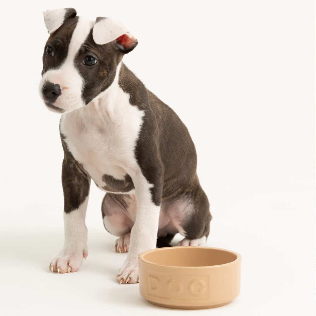 Mason Cash Cane Lettered Dog Bowl
