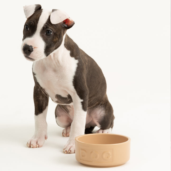 Mason Cash Cane Lettered Dog Bowl