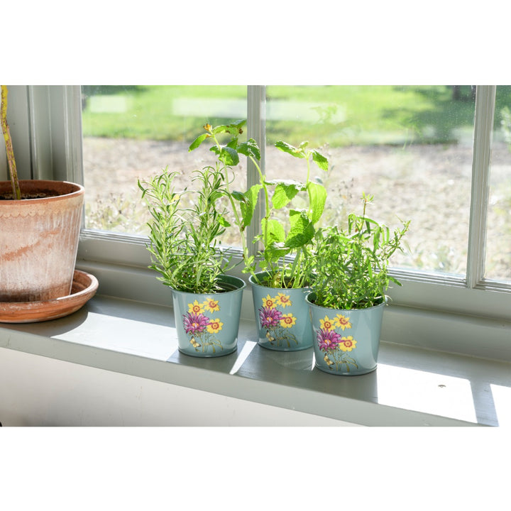 Burgon & Ball Asteraceae Set of 3 Herb Pots