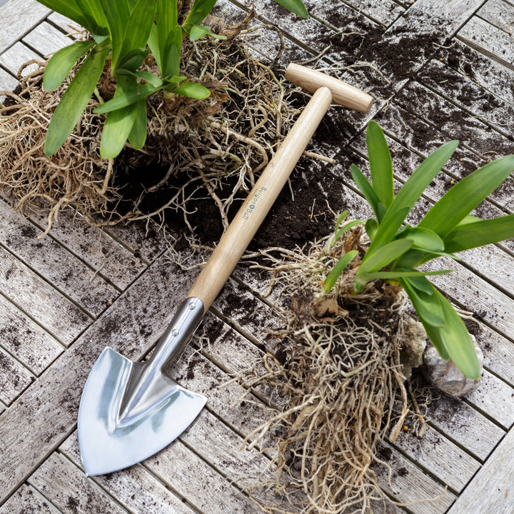 spade for use dividing up plants and roots