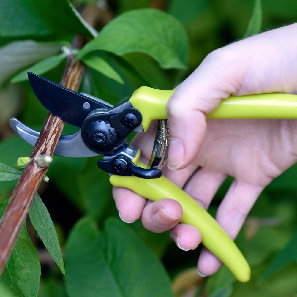 woman using small secateurs to cut through stem
