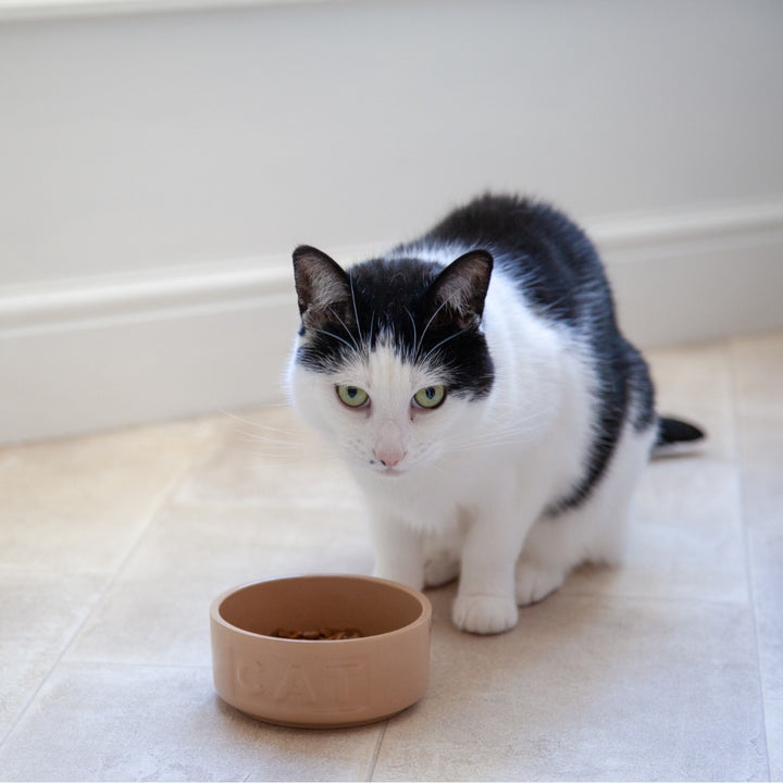 Cat eating dry food from brown food bowl