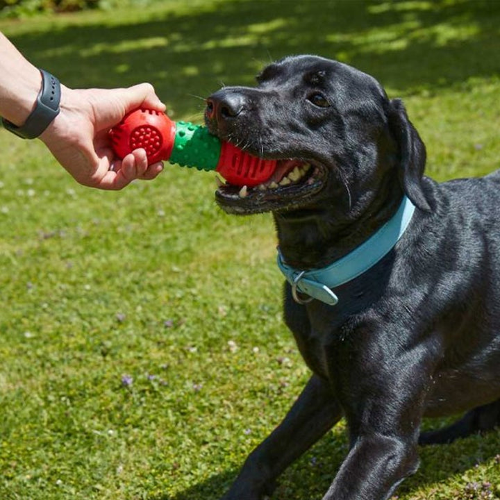 Smart Garden Dog Toy - Dental GumBell