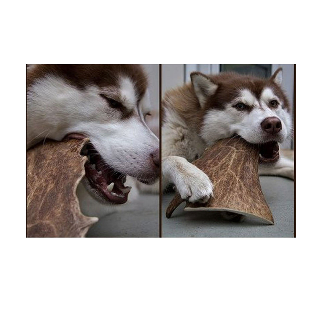 Green & Wilds Fallow Antler Dog Chew - Various Sizes