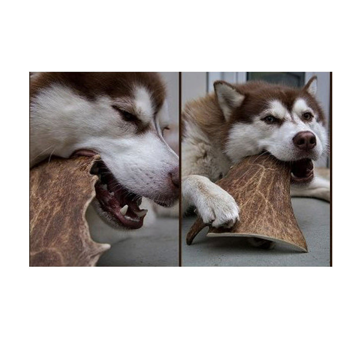 Green & Wilds Fallow Antler Dog Chew - Various Sizes