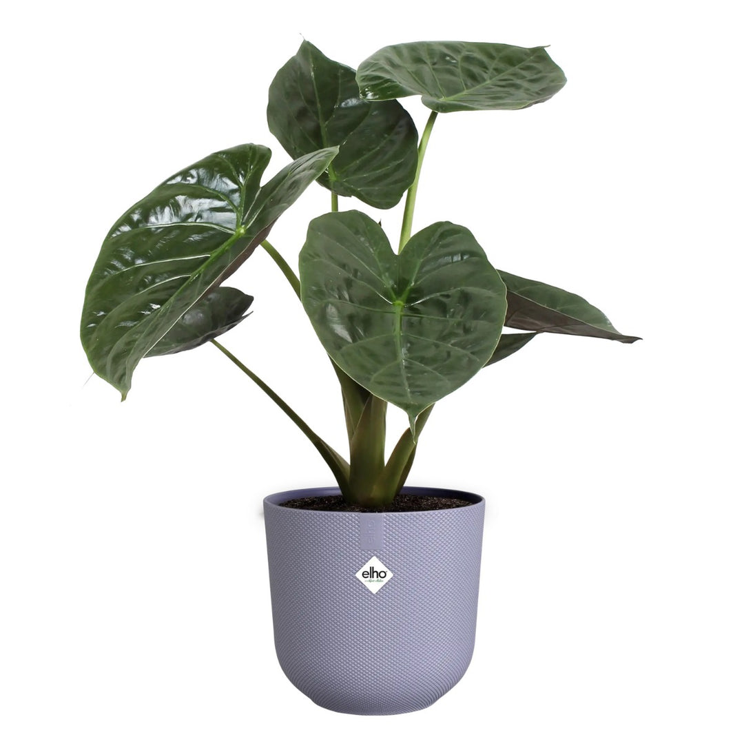 Elho Lavender Jazz Round Recycled Plastic Plant Pots - Mixed Set of 3 Sizes