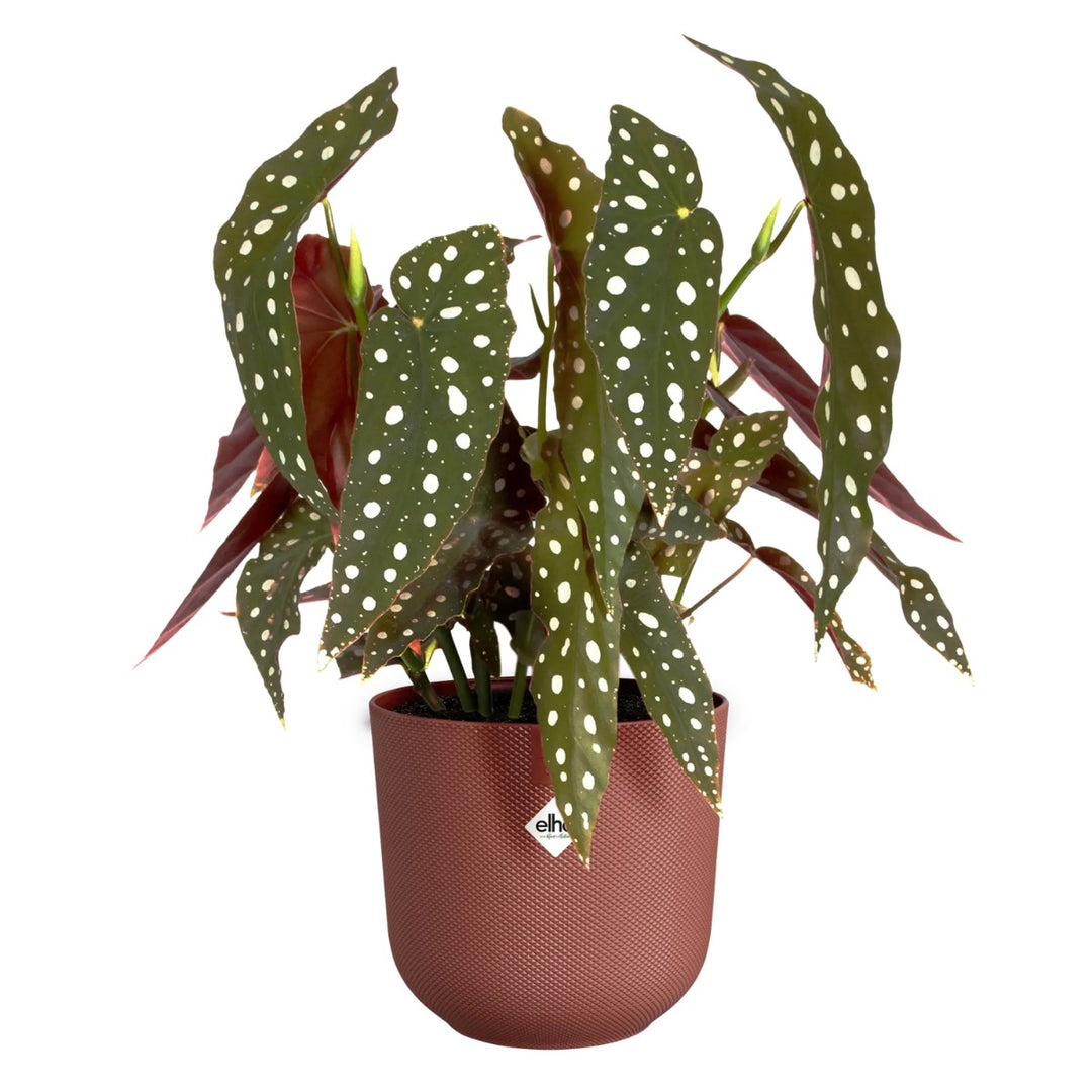 Elho Tuscan Red Jazz Round Recycled Plastic Plant Pot - 19cm