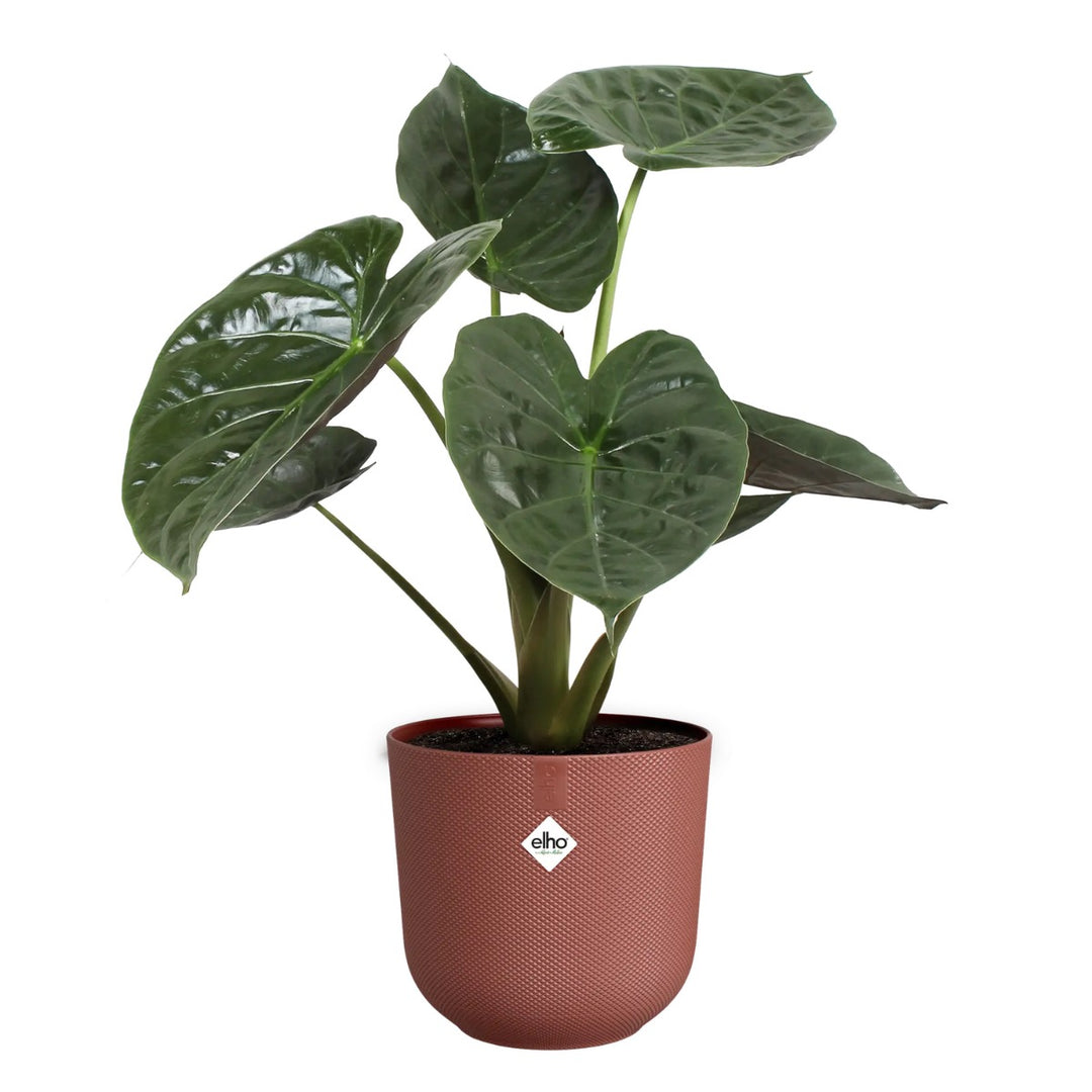 Elho Tuscan Red Jazz Round Recycled Plastic Plant Pot - 26cm