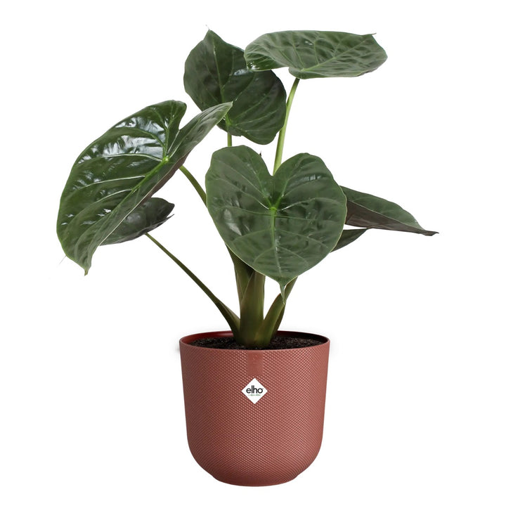 Elho Tuscan Red Jazz Round Recycled Plastic Plant Pots - Mixed Set of 3 Sizes