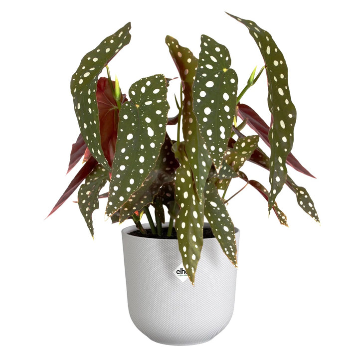 Elho White Jazz Round Recycled Plastic Plant Pots - Mixed Set of 3 Sizes