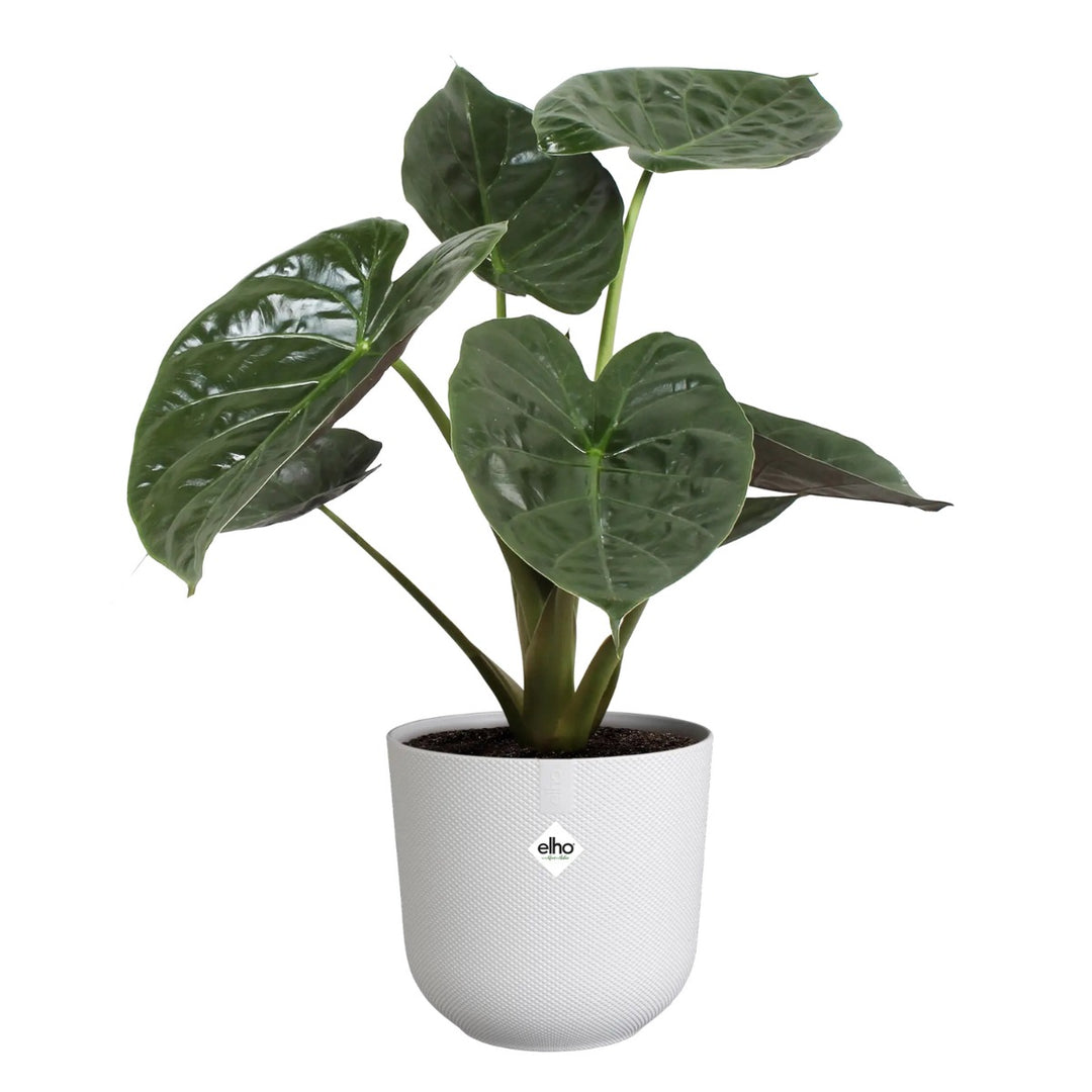 Elho White Jazz Round Recycled Plastic Plant Pots - Mixed Set of 3 Sizes