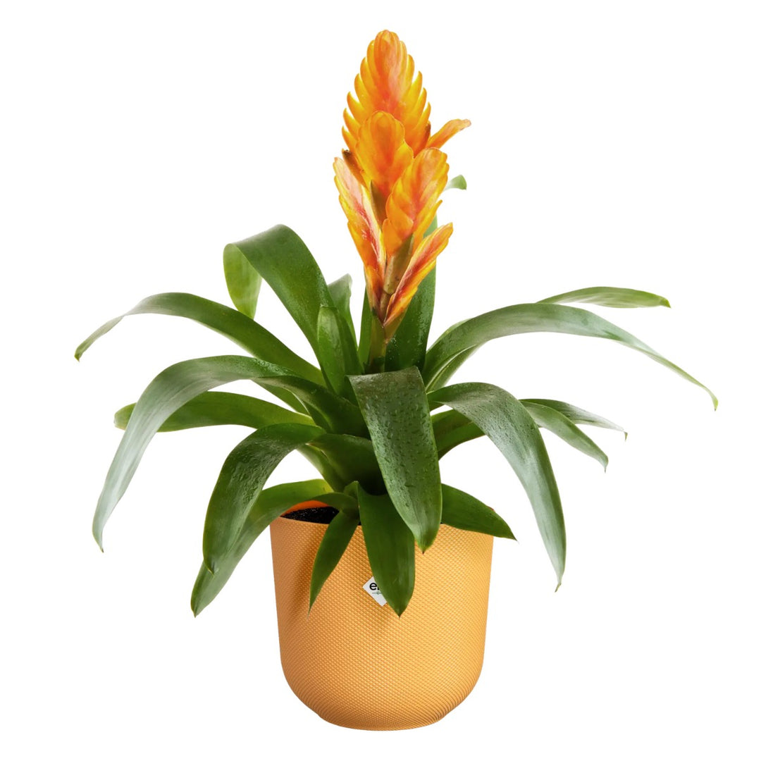 Elho Amber Yellow Jazz Round Recycled Plastic Plant Pot - 19cm