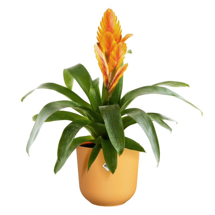 Elho Amber Yellow Jazz Round Recycled Plastic Plant Pot - 19cm