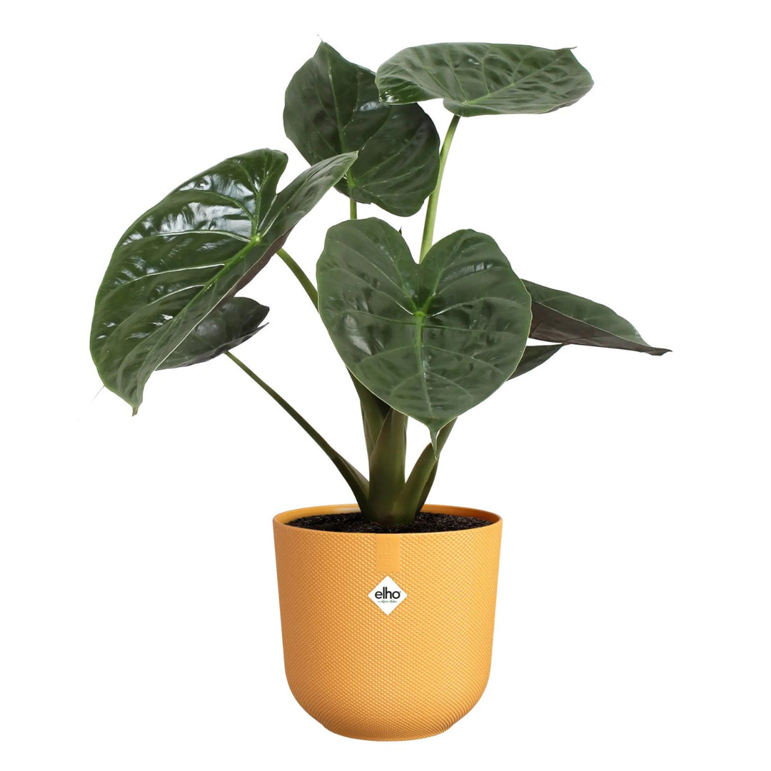 Elho Amber Yellow Jazz Round Recycled Plastic Plant Pots - Mixed Set of 3 Sizes