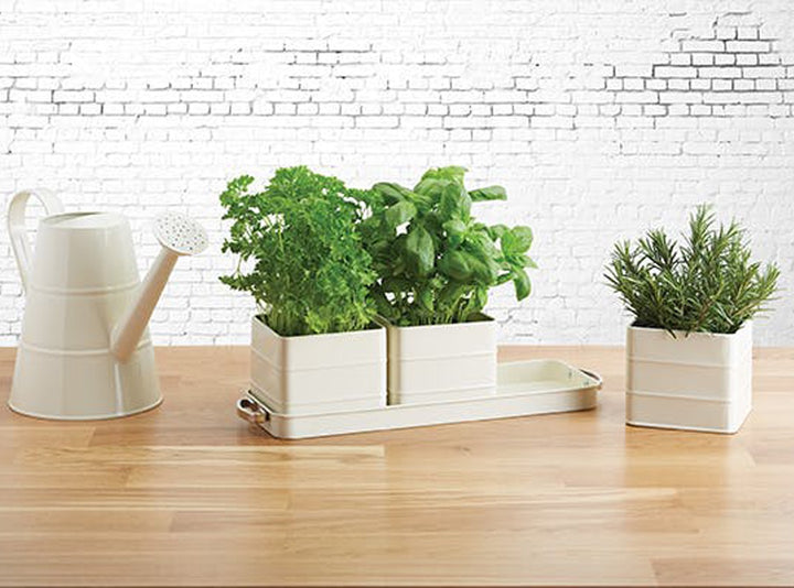 Living Nostalgia Antique Cream Herb Pots with Tray