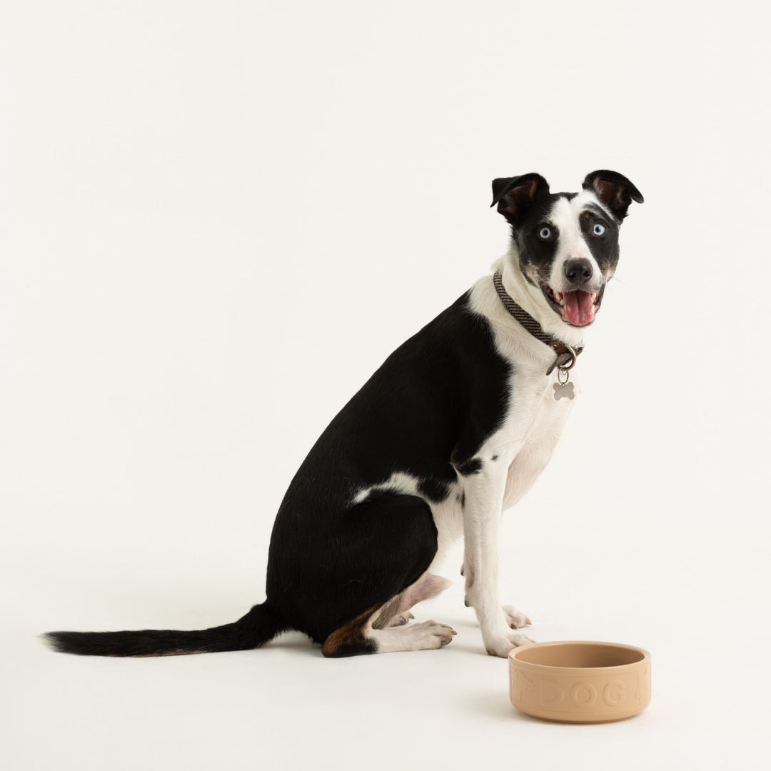 Large dog dish for dry and wet food