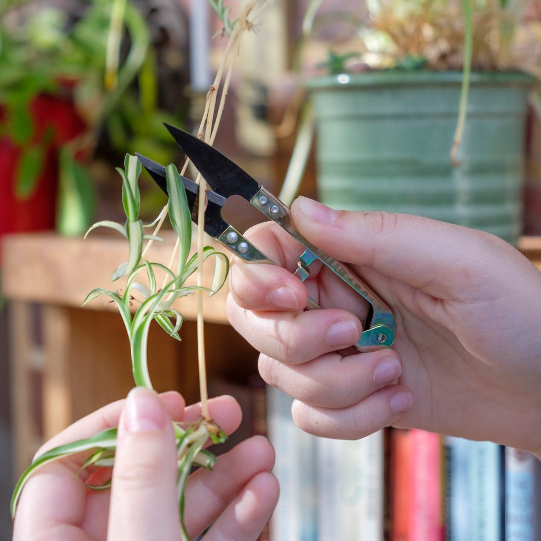 Burgon & Ball Essential Tools - Mini Snips