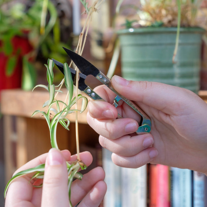 Burgon & Ball Essential Tools - Mini Snips