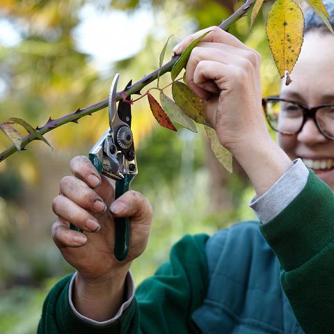 Burgon & Ball RHS Pocket Pruner